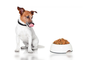 Найкращі інгредієнти в кормі для собак: топ-5