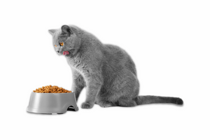 Небезпечні інгредієнти в кормах для котів
