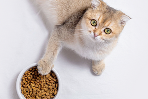 Вибір корму для стерилізованої кішки: на що звернути увагу