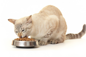 Як обрати корм для кішки: 4 фактори, які слід запам’ятати